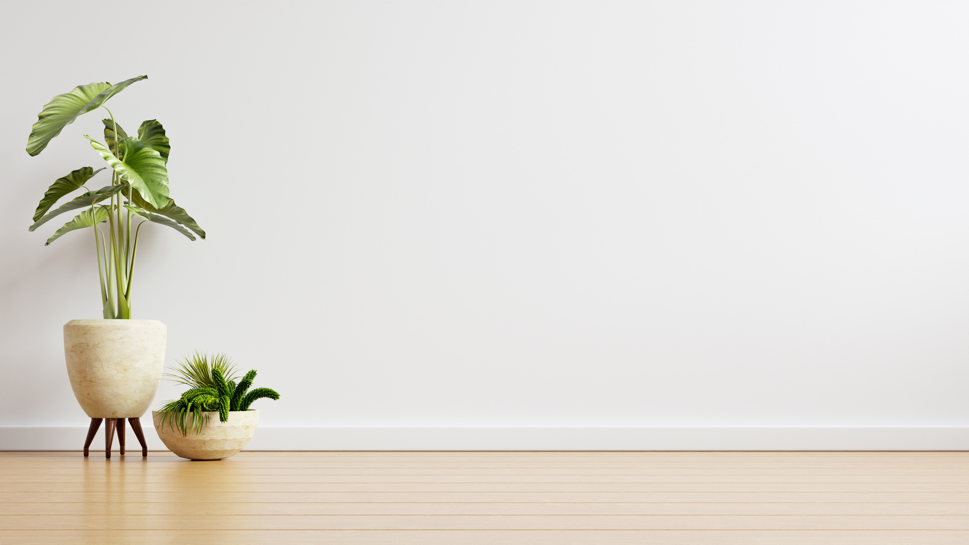 Empty Room with White Wall and Plants on a Floor